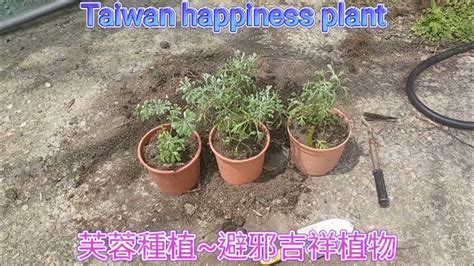 芙蓉草種植|【家庭有菜】芙蓉種植的四個技巧，不怕你種不起來